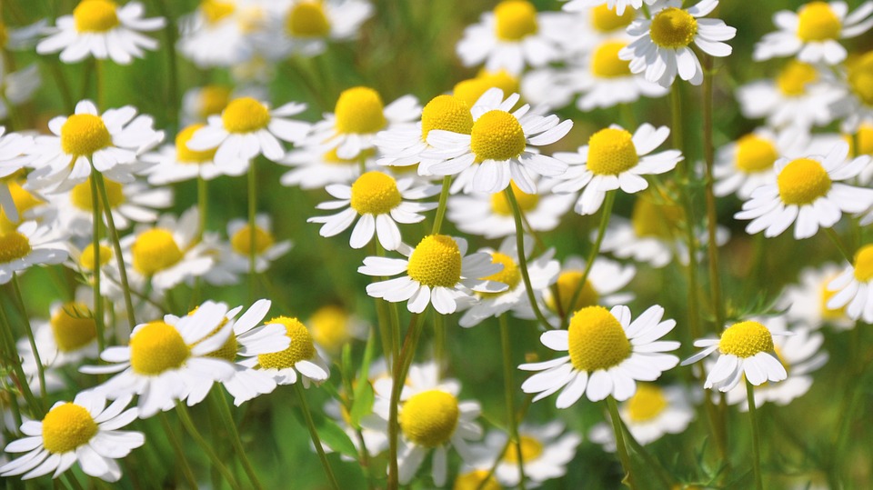 The Benefits of Chamomile by Dr. Mercola