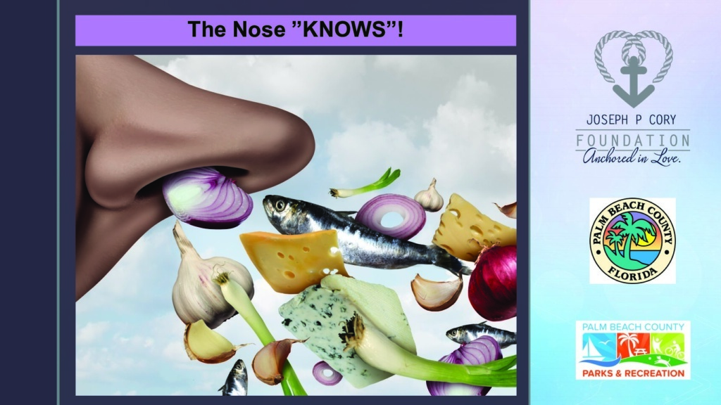 Lecture-Series-Lesson-5-Your-Nose-KNOWS-pdf-1024x576